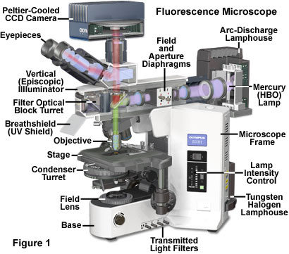 fluoromicro figure1